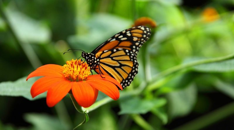Spring into Fun Butterfly Project