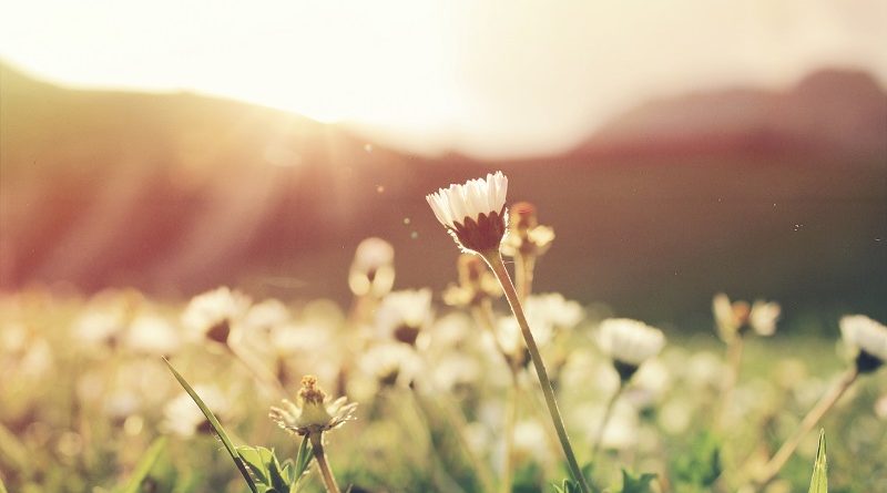 Home Project Ideas to Spruce Up Your Home for Spring