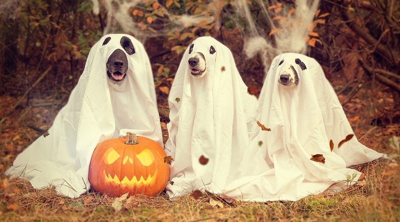 Halloween Dog Costumes