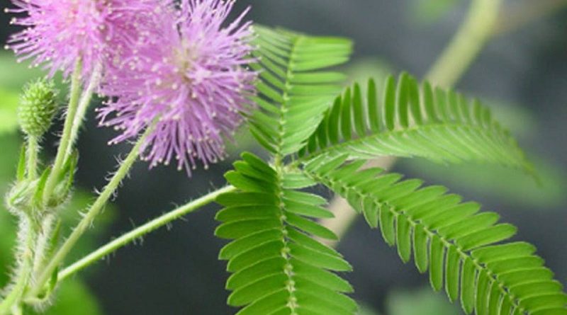 TickleMe Plant Only Plant that Closes it's leaves when Tickled! #TickleMePlant