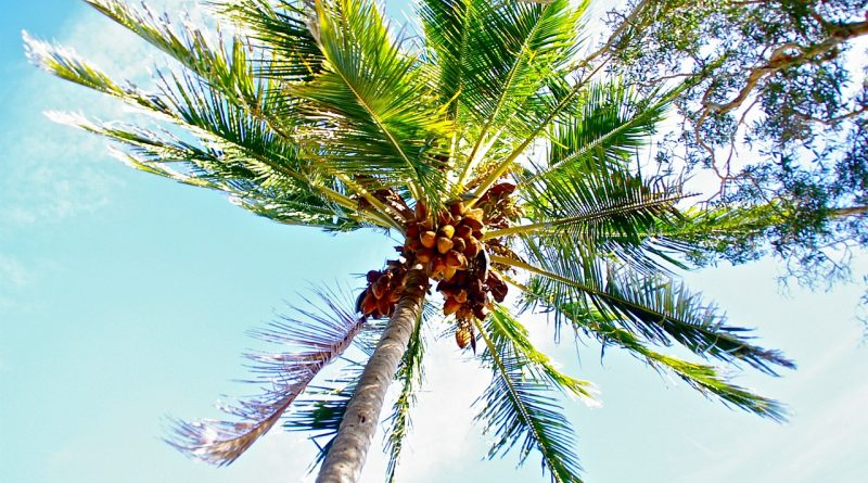 The Coconut Essentials product line is safe enough for everyone in the family. In our Coconut Essentials product line, we offer natural and organic skin care products free from chemicals, dyes, perfumes, or preservatives. In addition, many of our organic skin care products have multiple purchases, such as: an everyday moisturizer, heals cradle cap, prevents stretch marks, cures diaper rash, and naturally relieving psoriasis, dermatitis, and eczema.