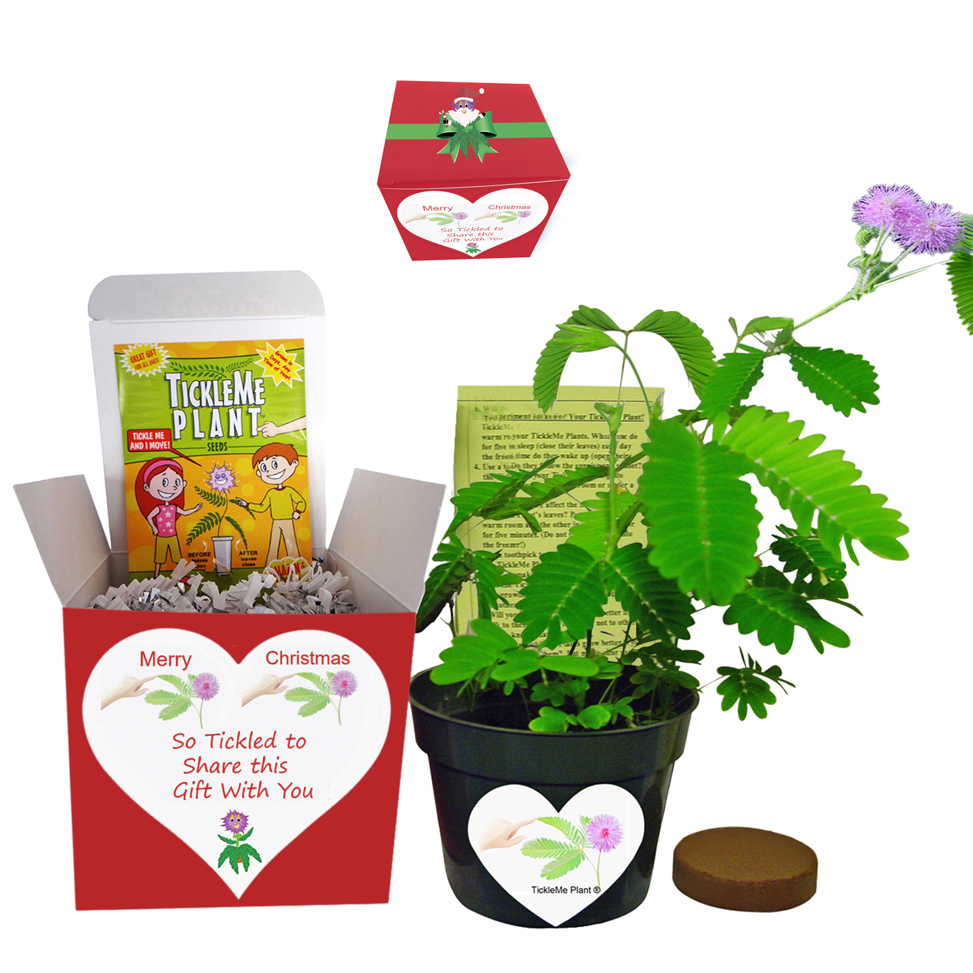 TickleMe Plant Box Set - Grow The Christmas House Plant That Closes Its Leaves When Tickled